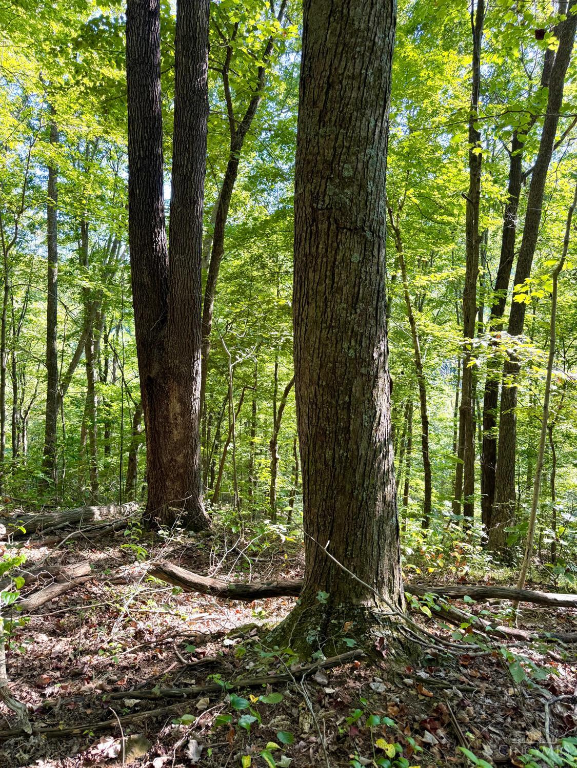 514 Dog Hollow Road, Otway, OH, 45657 — photo 53