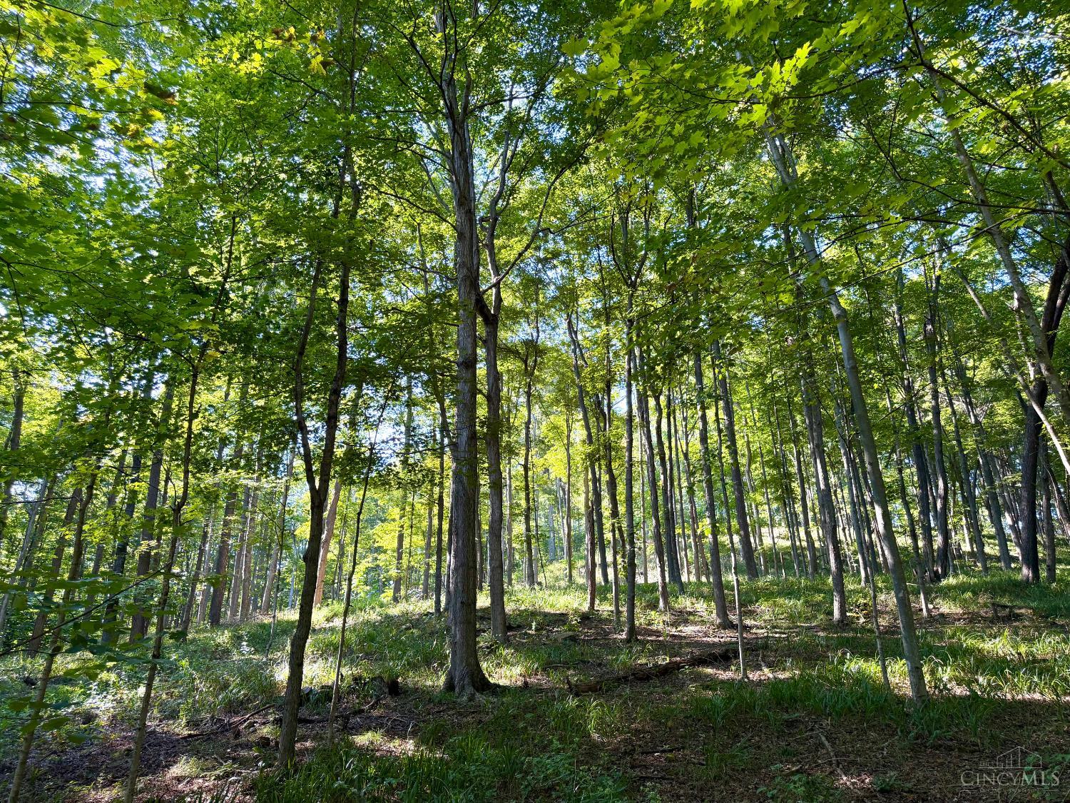 Photo 3 of Land for sale at 514 Dog Holw Rd, Otway, OH 45657 | MLS# 1893729 | Listing updated on 2026-09-13