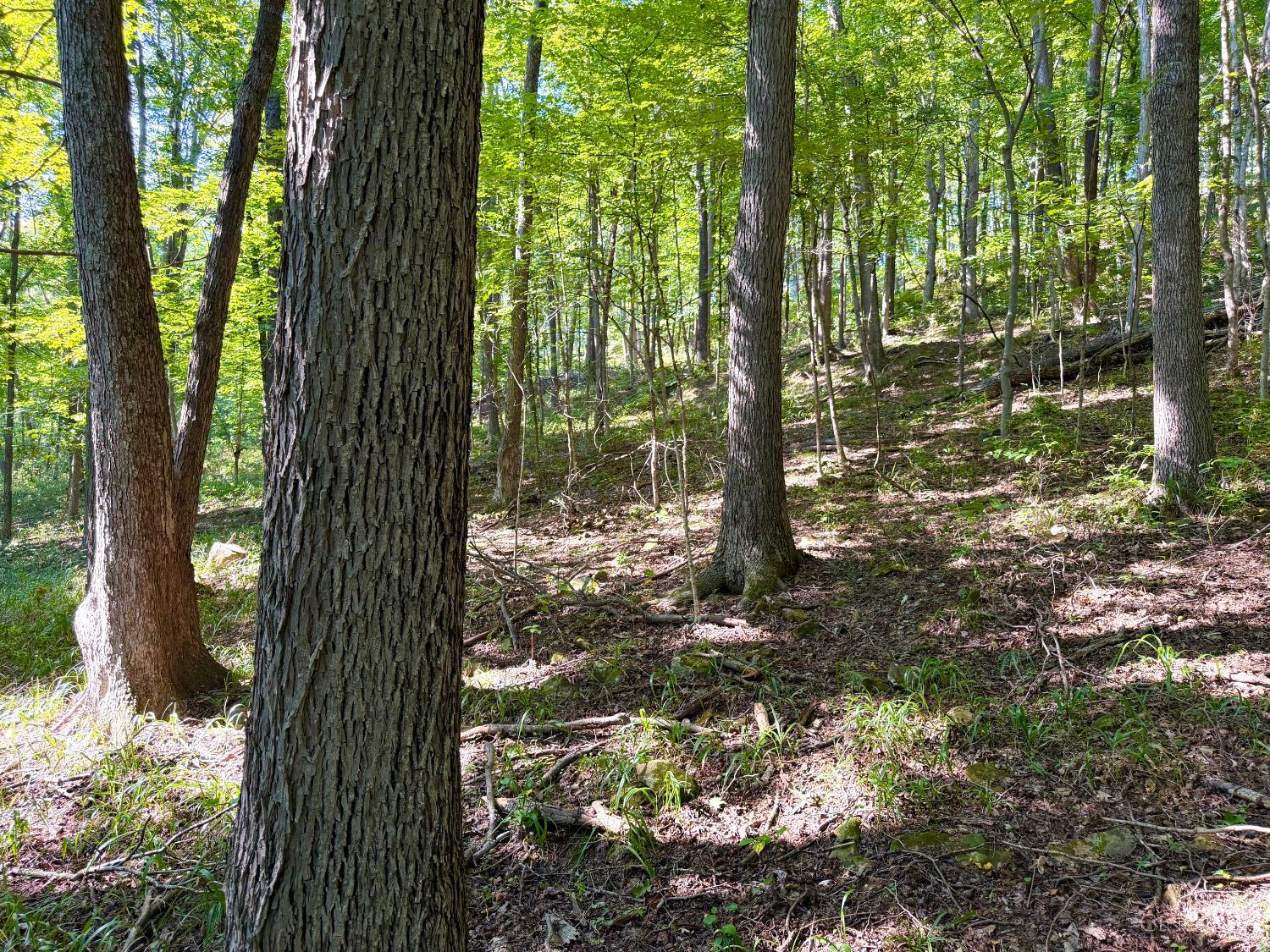 Photo 3 of Land for sale at 514 Dog Holw Rd, Otway, OH 45657 | MLS# 1893729 | Listing updated on 2026-09-13