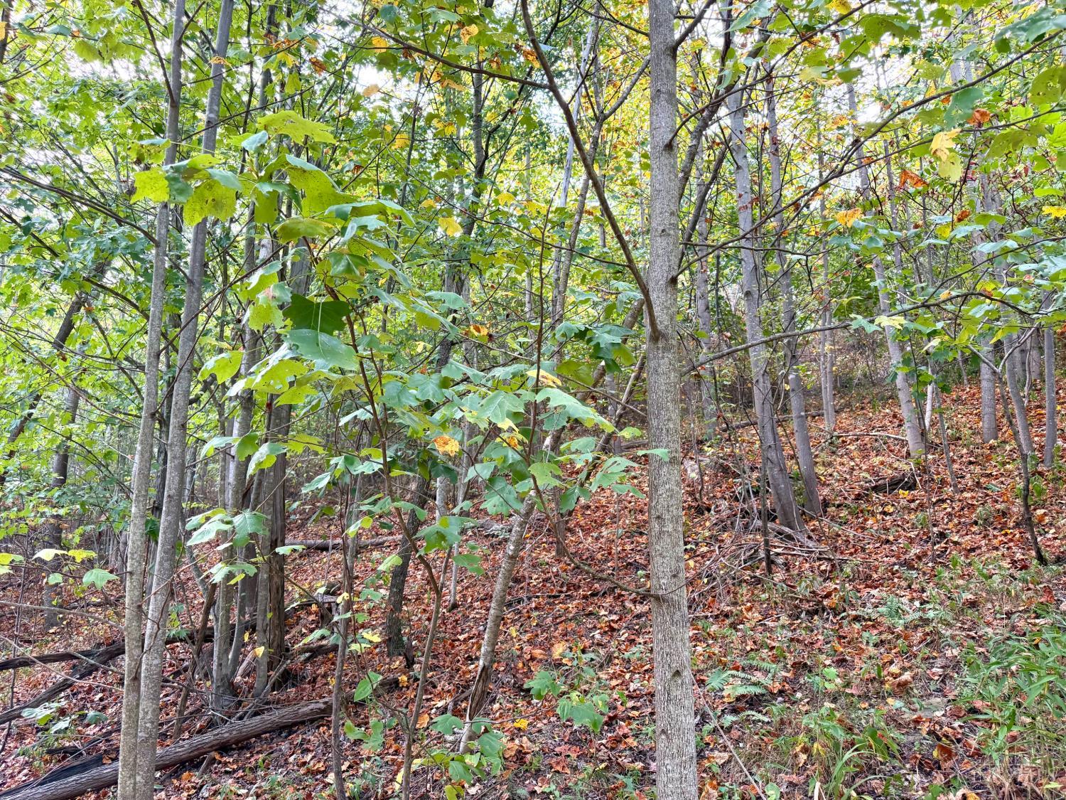 Roy Rogers Road, Lucasville, OH, 45648 — photo 49