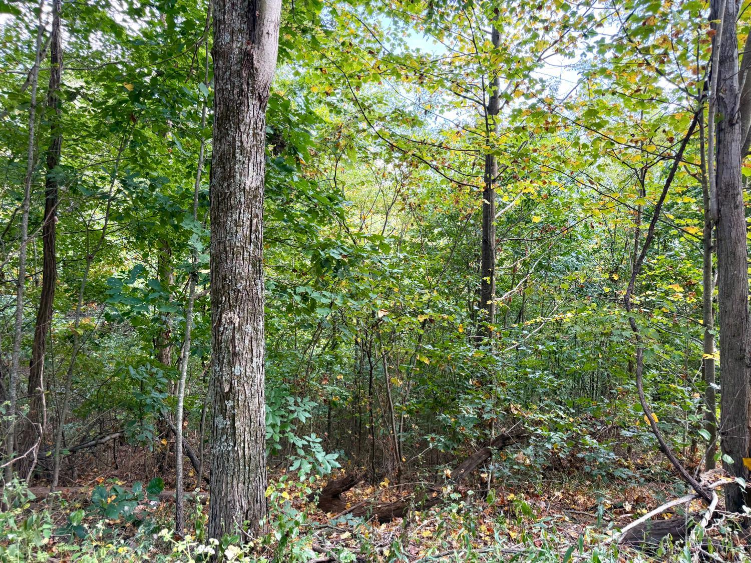 Roy Rogers Road, Lucasville, OH, 45648 — photo 47