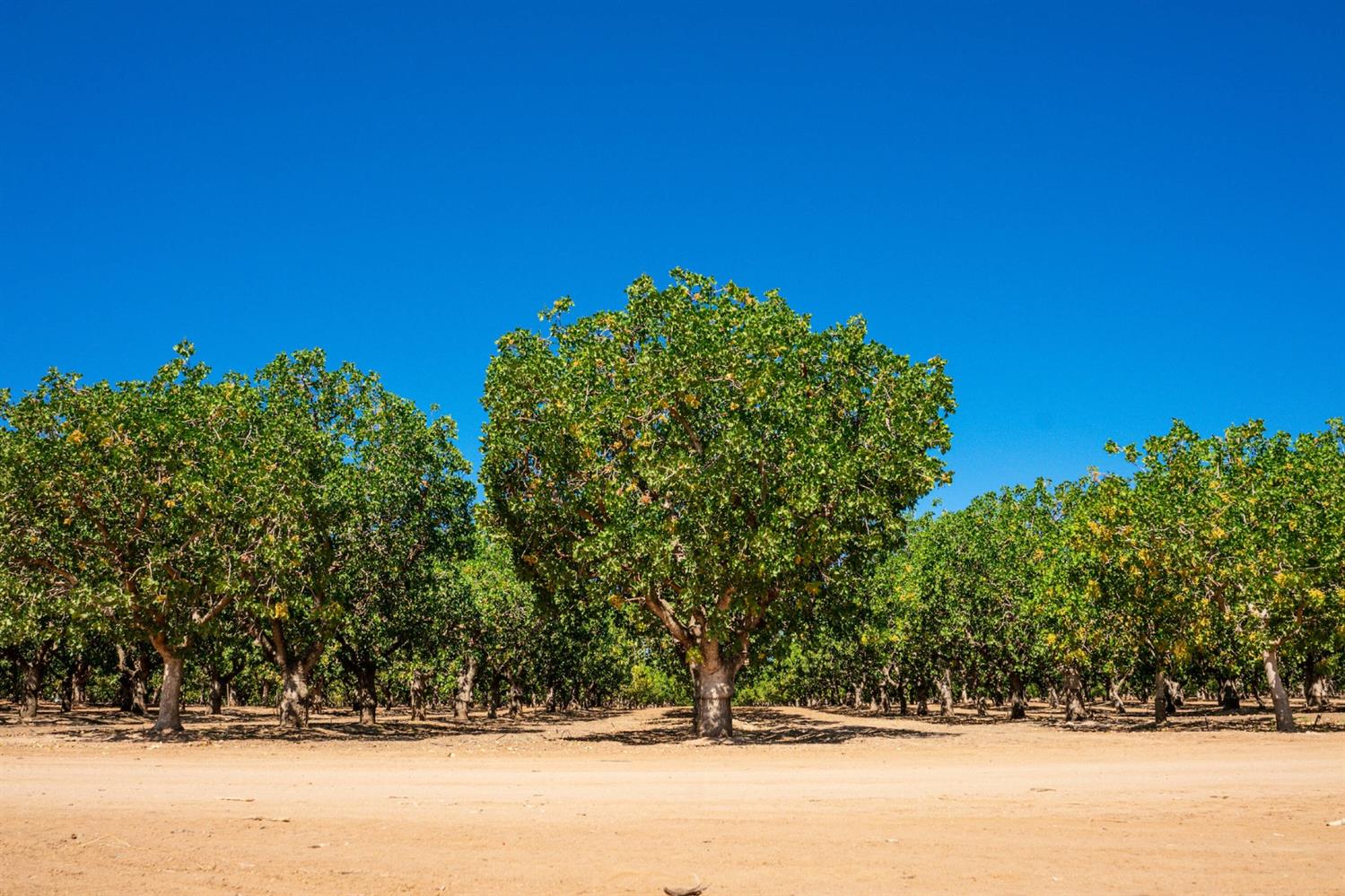 80.15 Acres of Pistachios. The best looking trees in the area.Producing orchard of Kerman variety pistachios with Peter pollinizers planted to Atlanticrootstock. Planted in the 1970s. Approximate spacing is 13' by 25'.Production Records available on request.Madera Water District. The ranch is also annexed into Madera Irrigation District asSubordinate Class 3, which may purchase water from Madera Irrigation District whenavailable. Single line drip with micro-sprinklers.Madera County APN 031-102-008 40.07 Acres.Madera County APN 031-111-016 40.08 Acres.Property is located south of Avenue 21 and east of Road 28 1/2 in Madera County, CA.Approximately 5mi. northeast of Madera, CA.