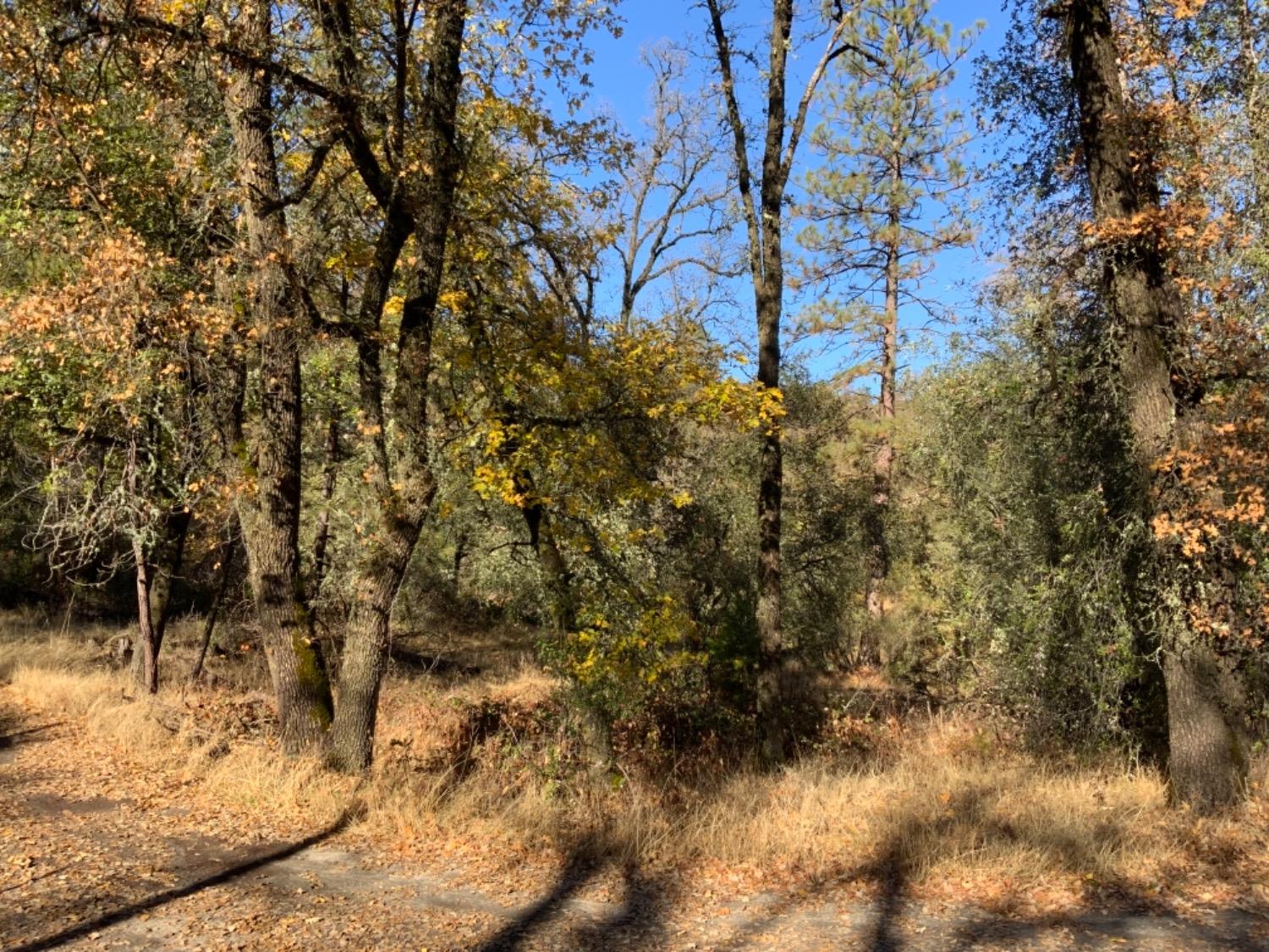 Photo of 25 China Creek Rd in Oakhurst, CA