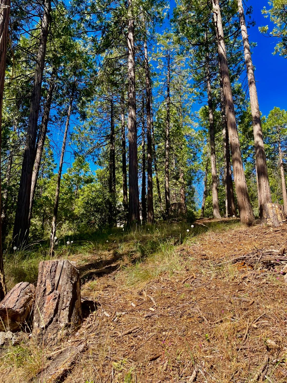 Photo of 41880 Chipmunk Ln in Auberry, CA