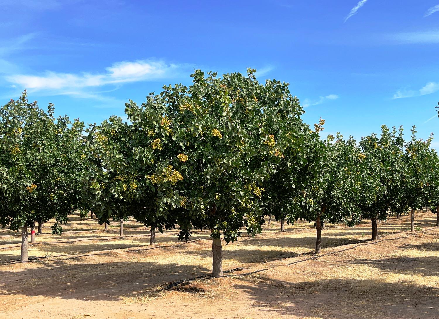 Photo of 19599 Rd 26 in Madera, CA