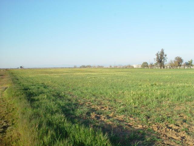 CHOWCHILLA