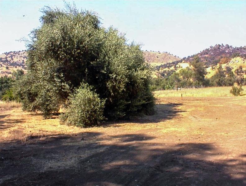 38348 Squaw Valley Road