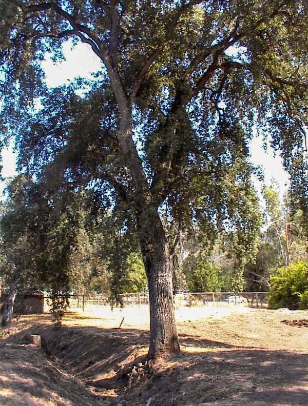 38348 Squaw Valley Road