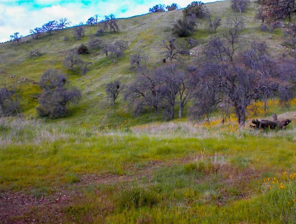 Looking for great views and an easy commute to town? This 5+ acre parcel is close to Hwy 180 just off of George Smith Road on a very quiet cul-de-sac and has excellent views of the southern San Joaquin Valley. This is a very buildable hillside parcel with gentle slopes along the road frontage and steeper slopes in back. Power is at the property line and the lot has all southern exposure which is excellent for solar. This is a rare to find buildable parcel with views, nice privacy, and easy access to the valley.