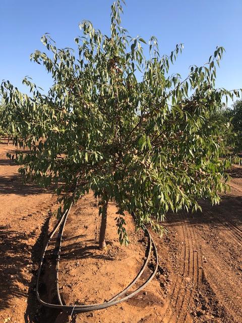 12000 E Shaw Avenue, Clovis, CA, 93619