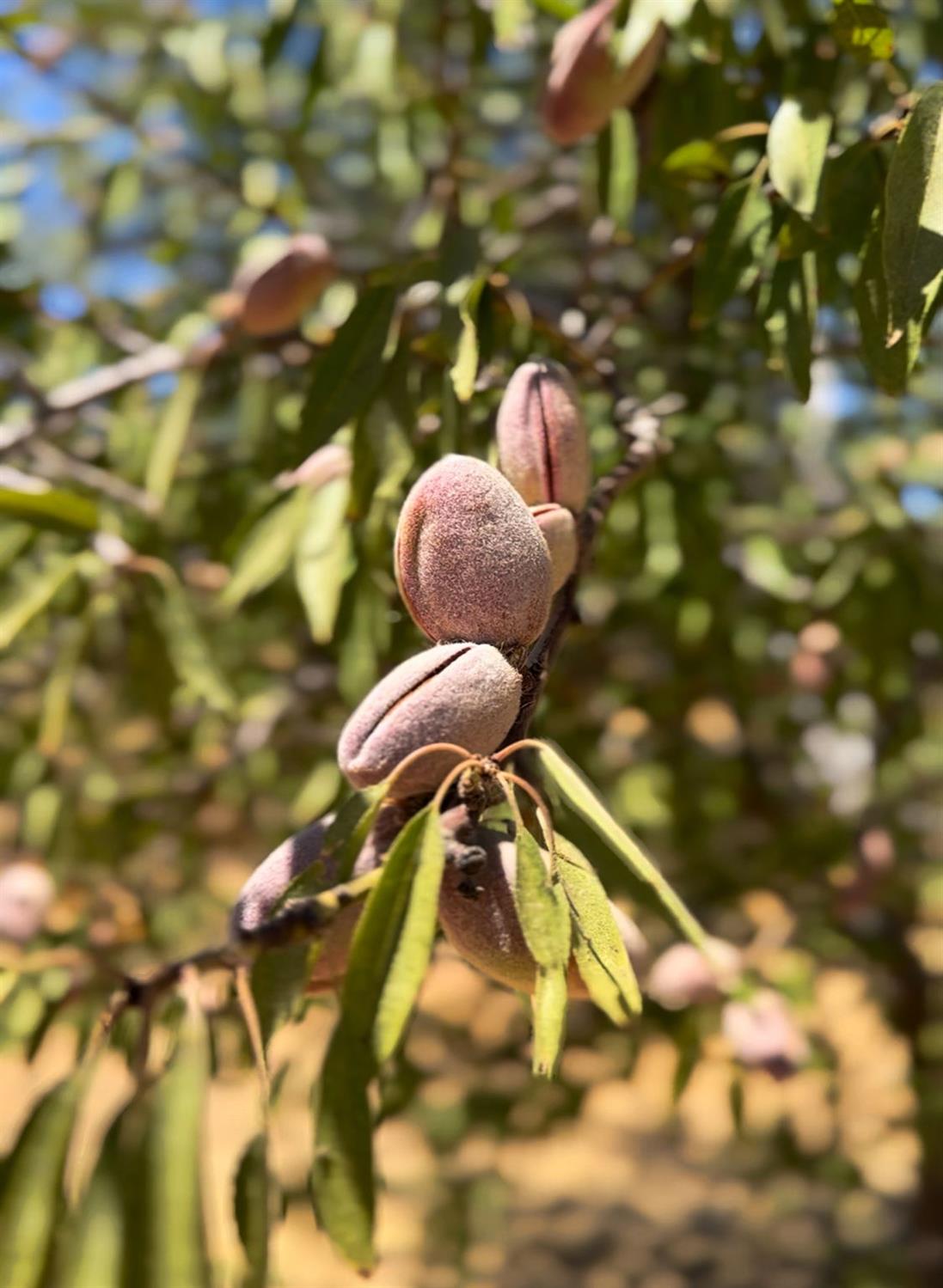 29493 Avenue 13 1/2, Madera, CA, 93638