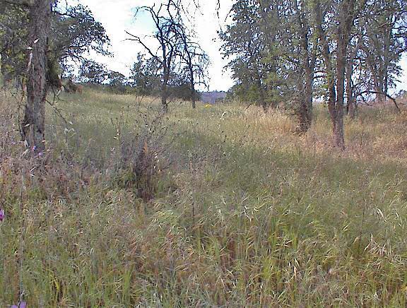 Viewed from the road this lot doesn't look like much. But first impressions don't always tell the whole story. This parcel has a nice bench area in it's center that is very buildable with gentle terrain. This naturally secluded site has great privacy and excellent local mountain views. The lot has a nice coverage of oaks and numerous rock outcroppings. Power is at the property line. This is a parcel that  you need to walk to appreciate. There's a lot here to hike. The seller is willing to consider carrying paper with an acceptable down payment and terms.