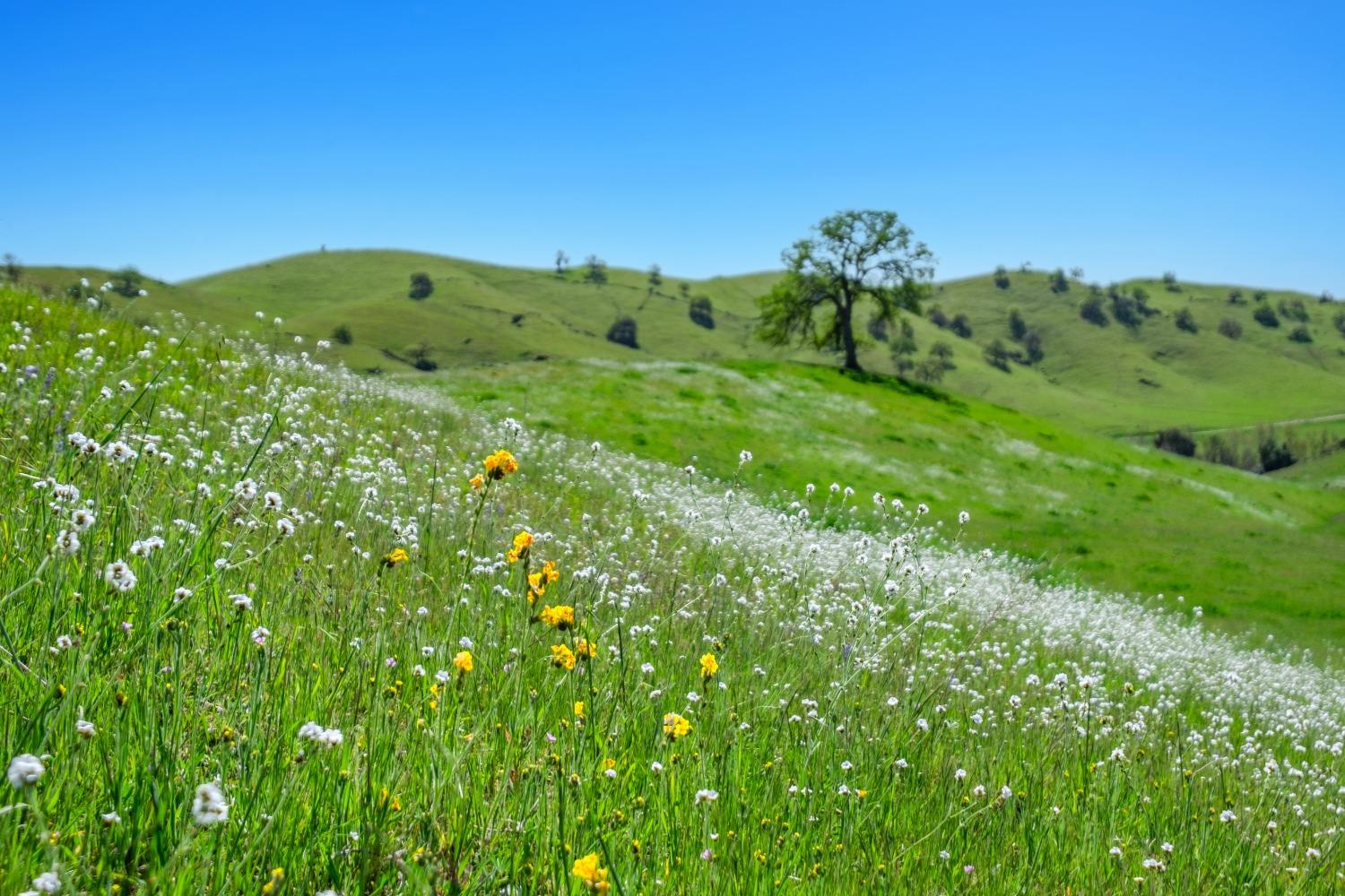 19623 Road 211, Friant, CA, 93626 19623 Road 211, Friant, CA, 93626