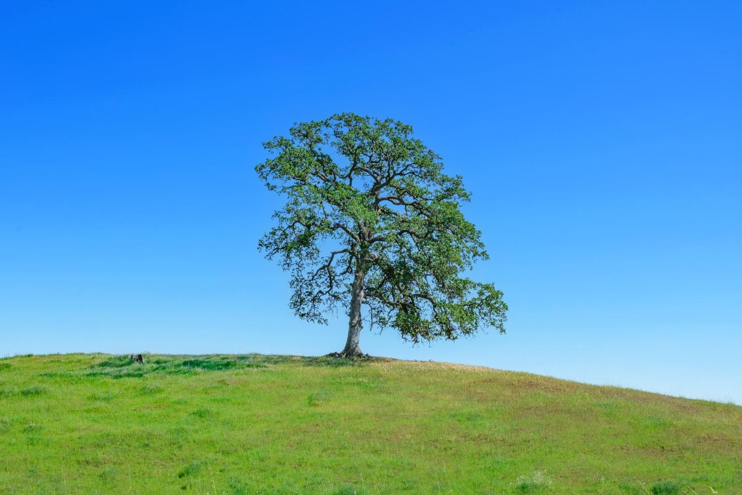 19623 Road 211, Friant, CA, 93626 19623 Road 211, Friant, CA, 93626