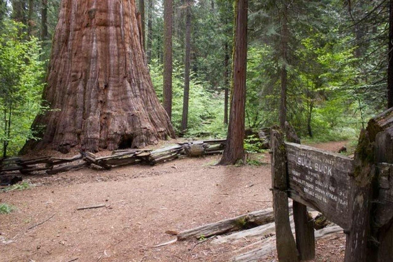 42583 Shady Lane, Oakhurst, CA, 93644