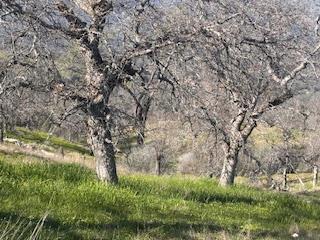 Vacant Lot in Coarsegold - photo 3
