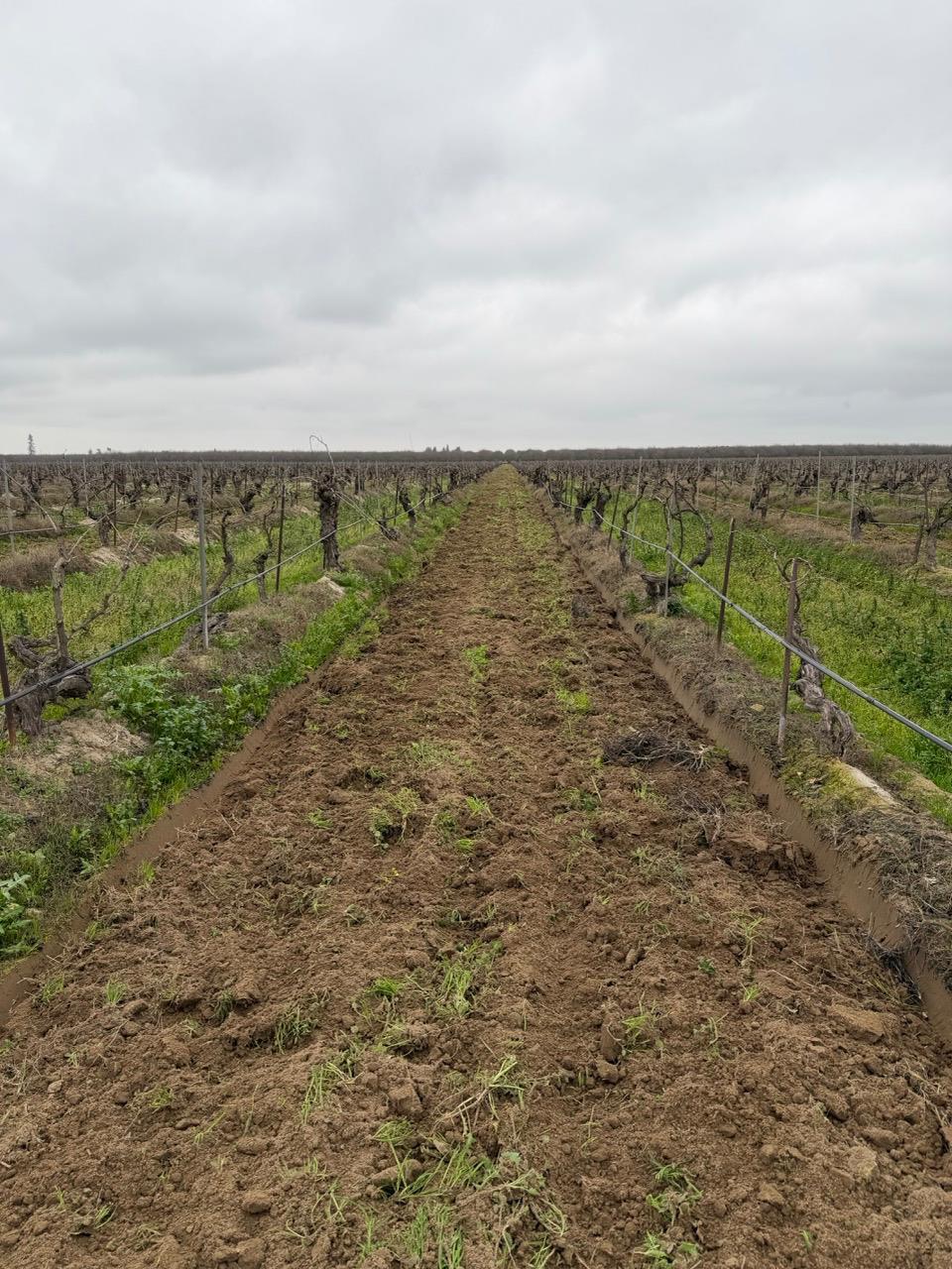 Farm in Madera - photo 3