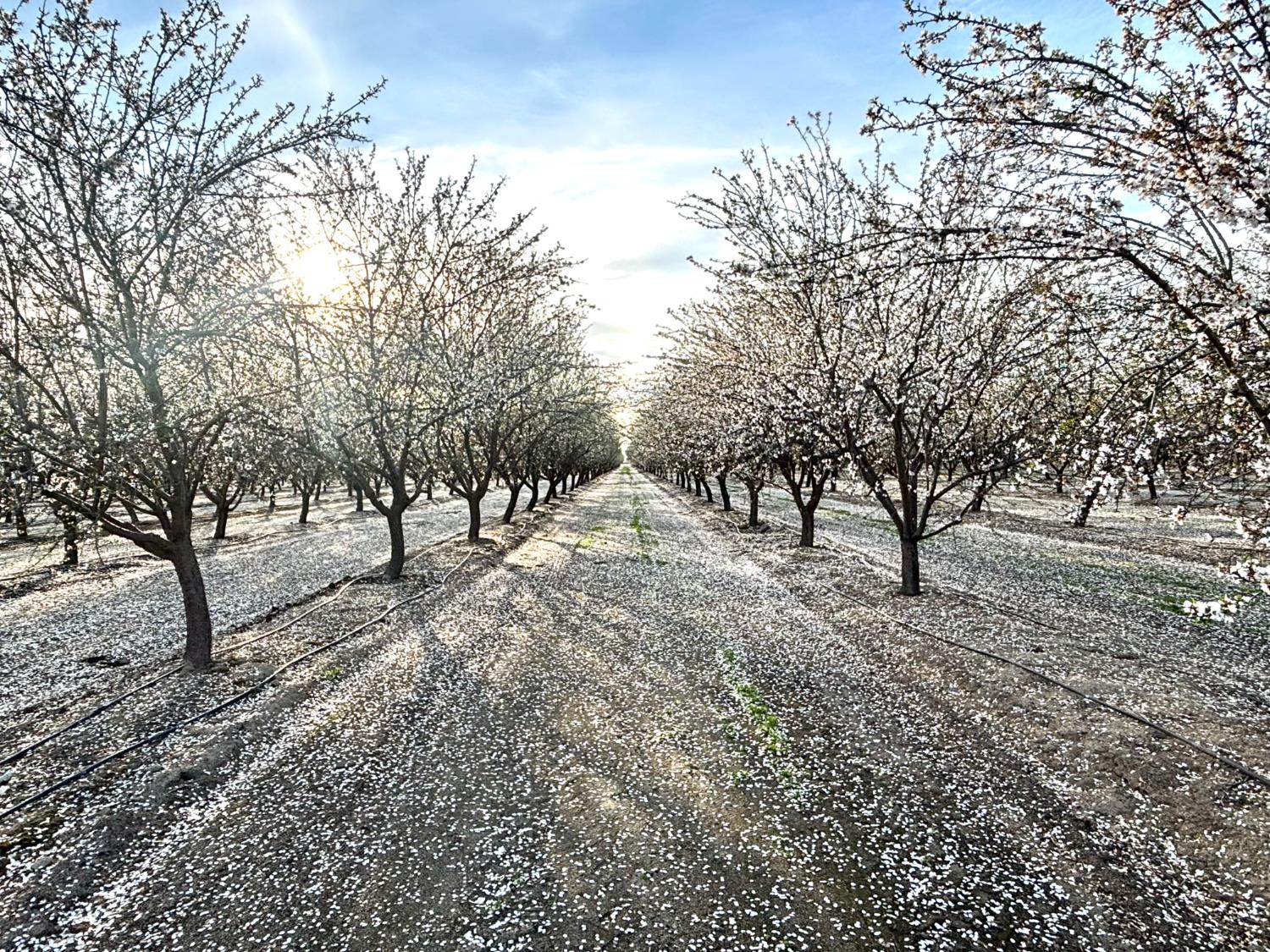 Farm in Madera - photo 2