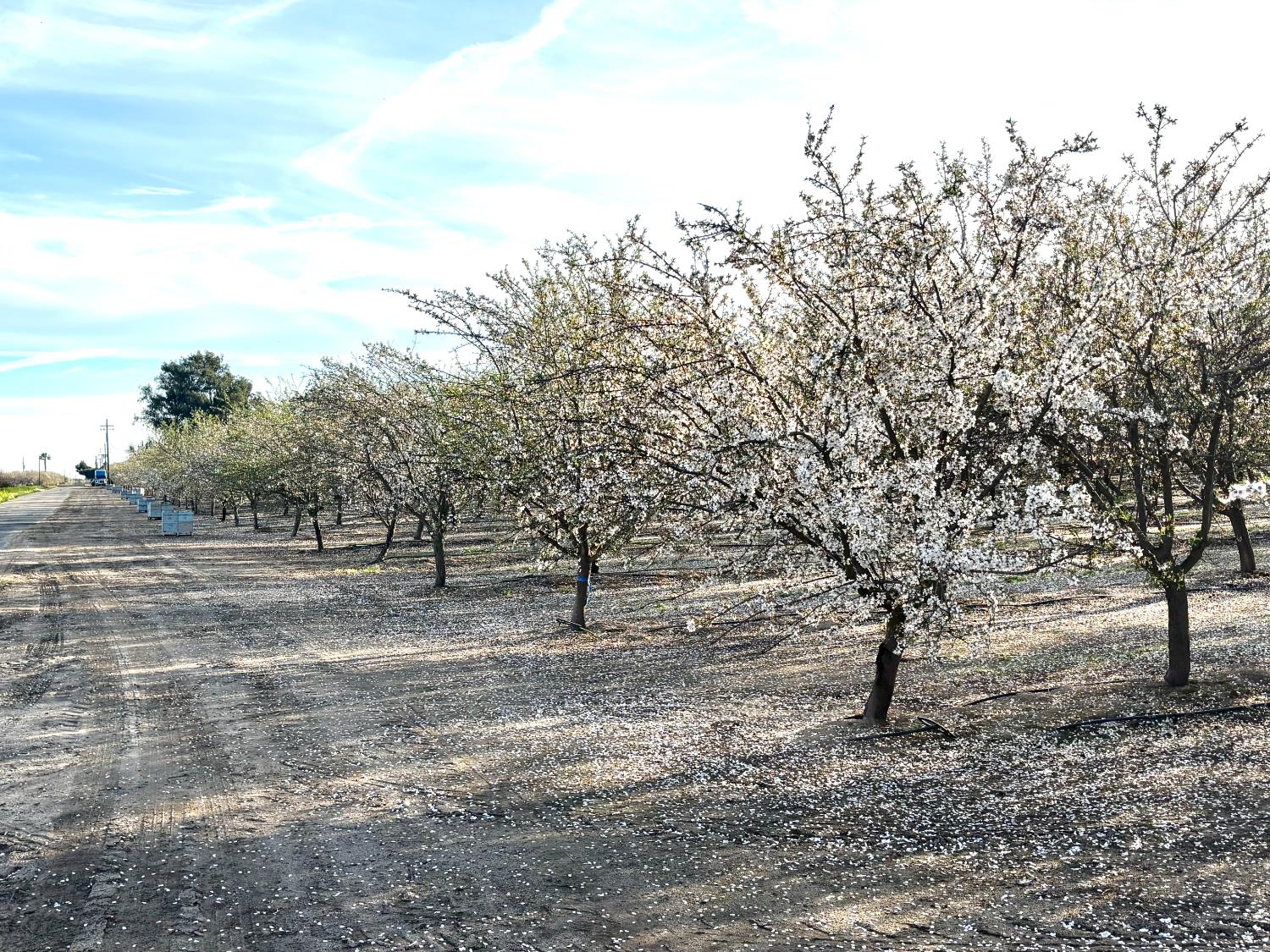 Farm in Madera - photo 3