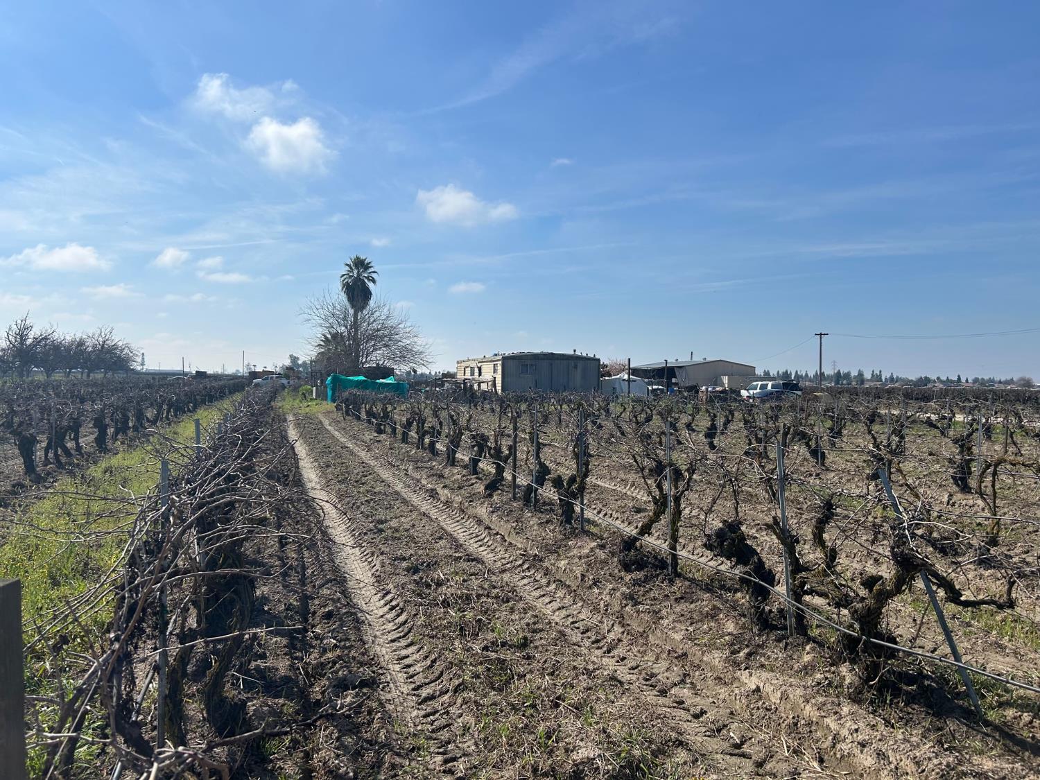 Farm in Selma - photo 2