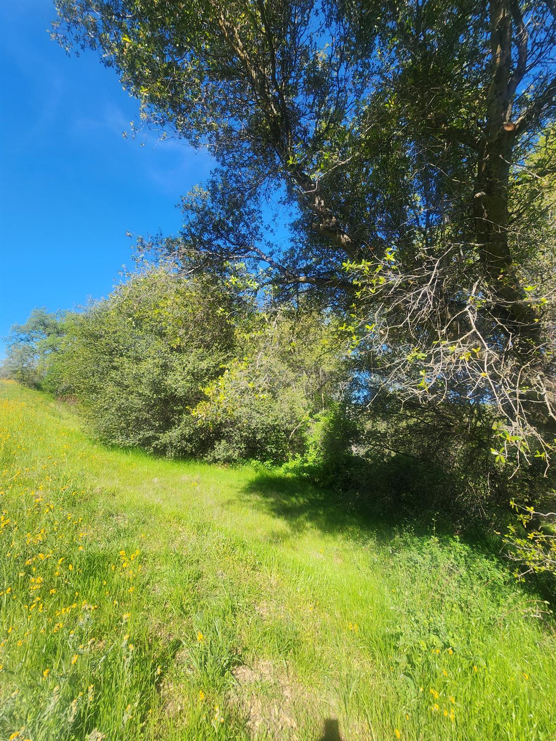 Vacant Lot in Coarsegold