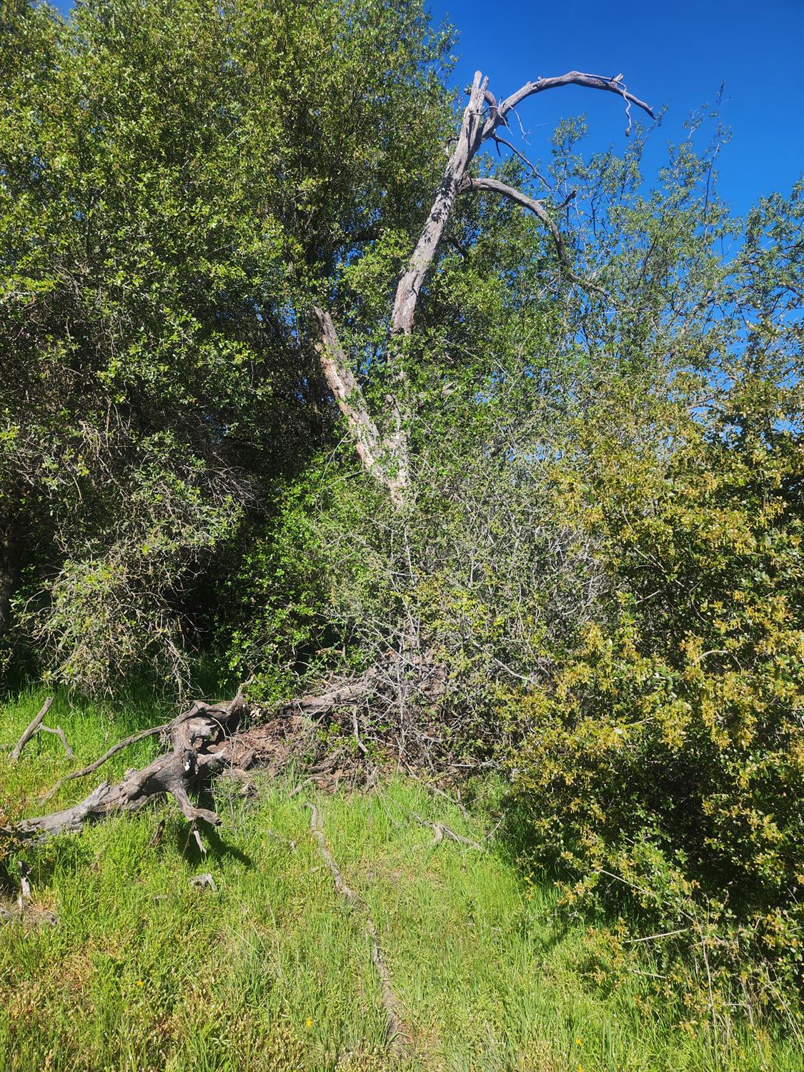 Vacant Lot in Coarsegold - photo 2