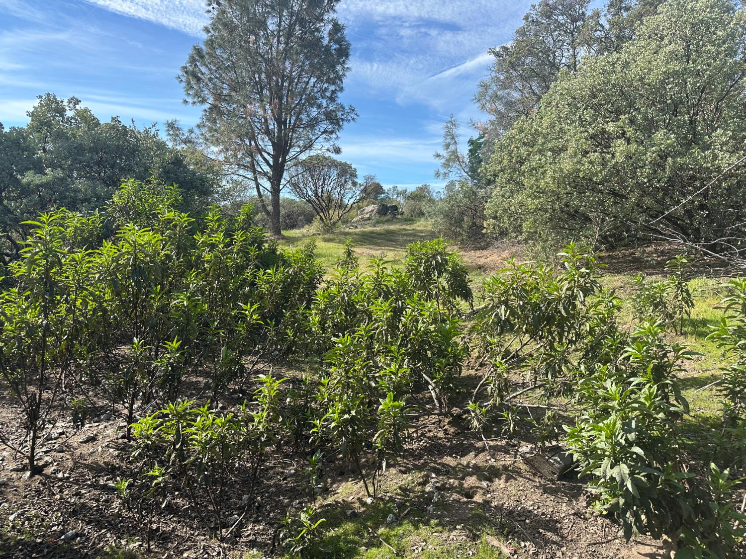 Vacant Lot in Coarsegold - photo 2