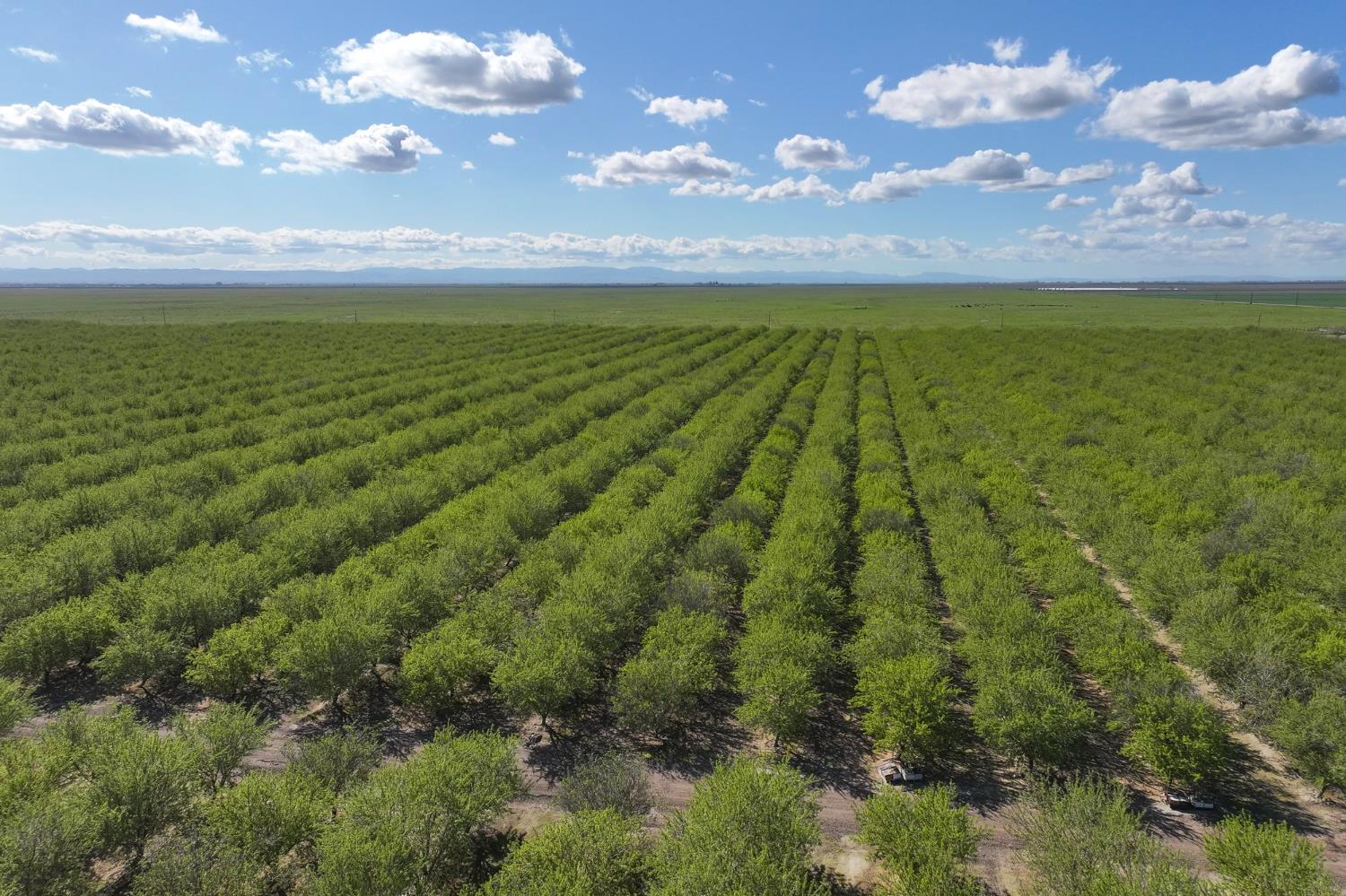 Farm in Madera - photo 3