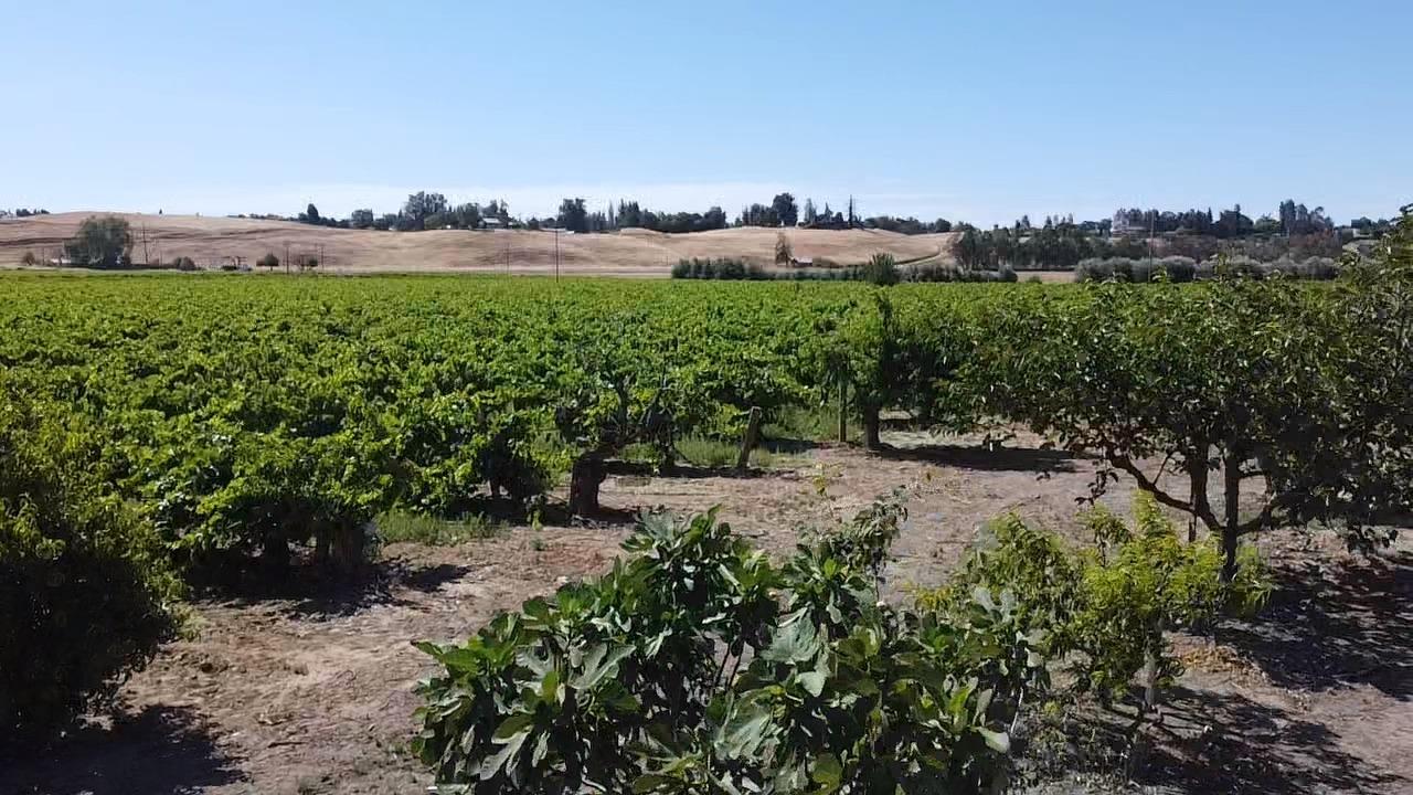 Farm in Clovis - photo 3