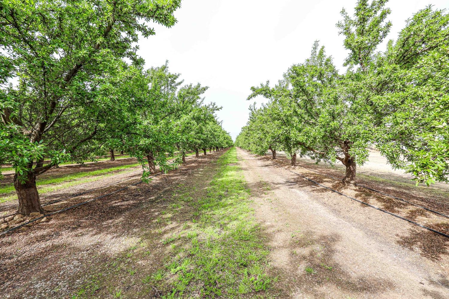 Farm in Madera - photo 2