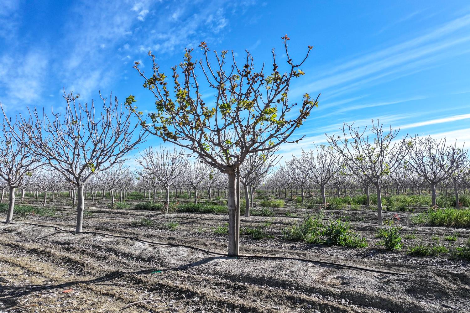 22889 S Colusa Avenue, Five Points, CA, 93624