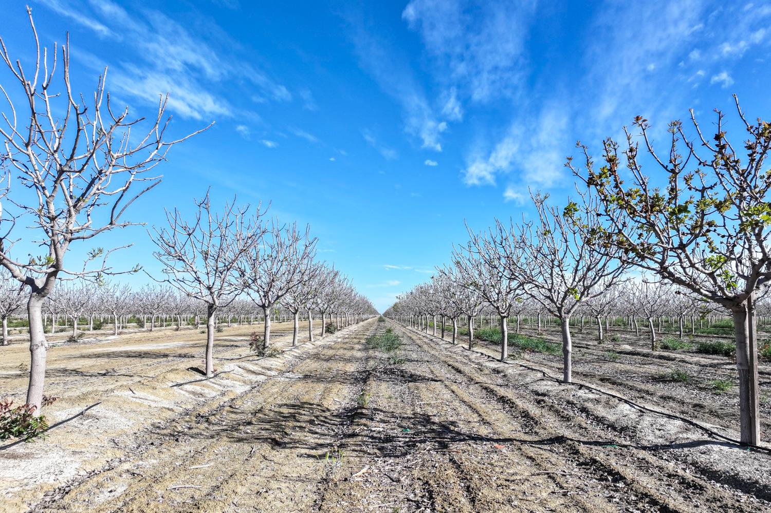22889 S Colusa Avenue, Five Points, CA, 93624