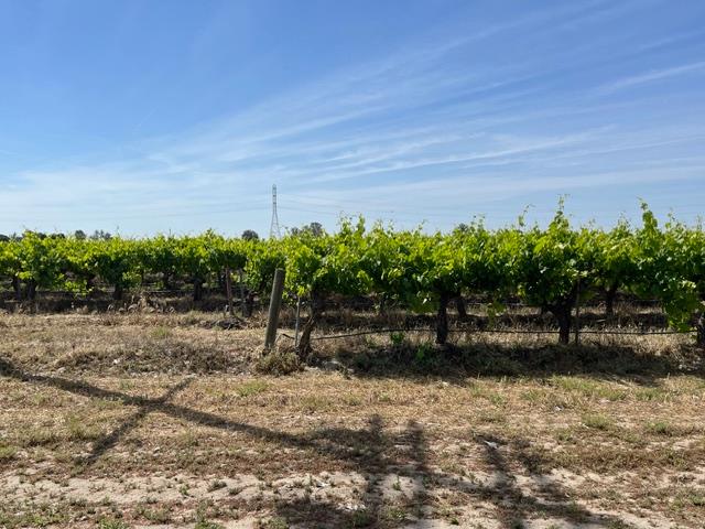 Farm in Raisin City - photo 2