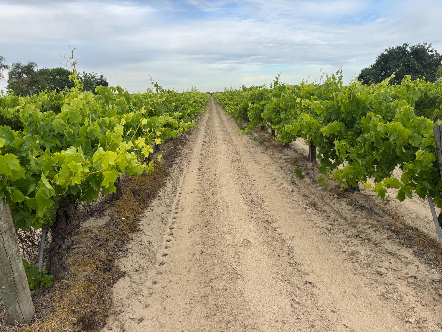 21544 Grangeville Boulevard, Lemoore, CA, 93245