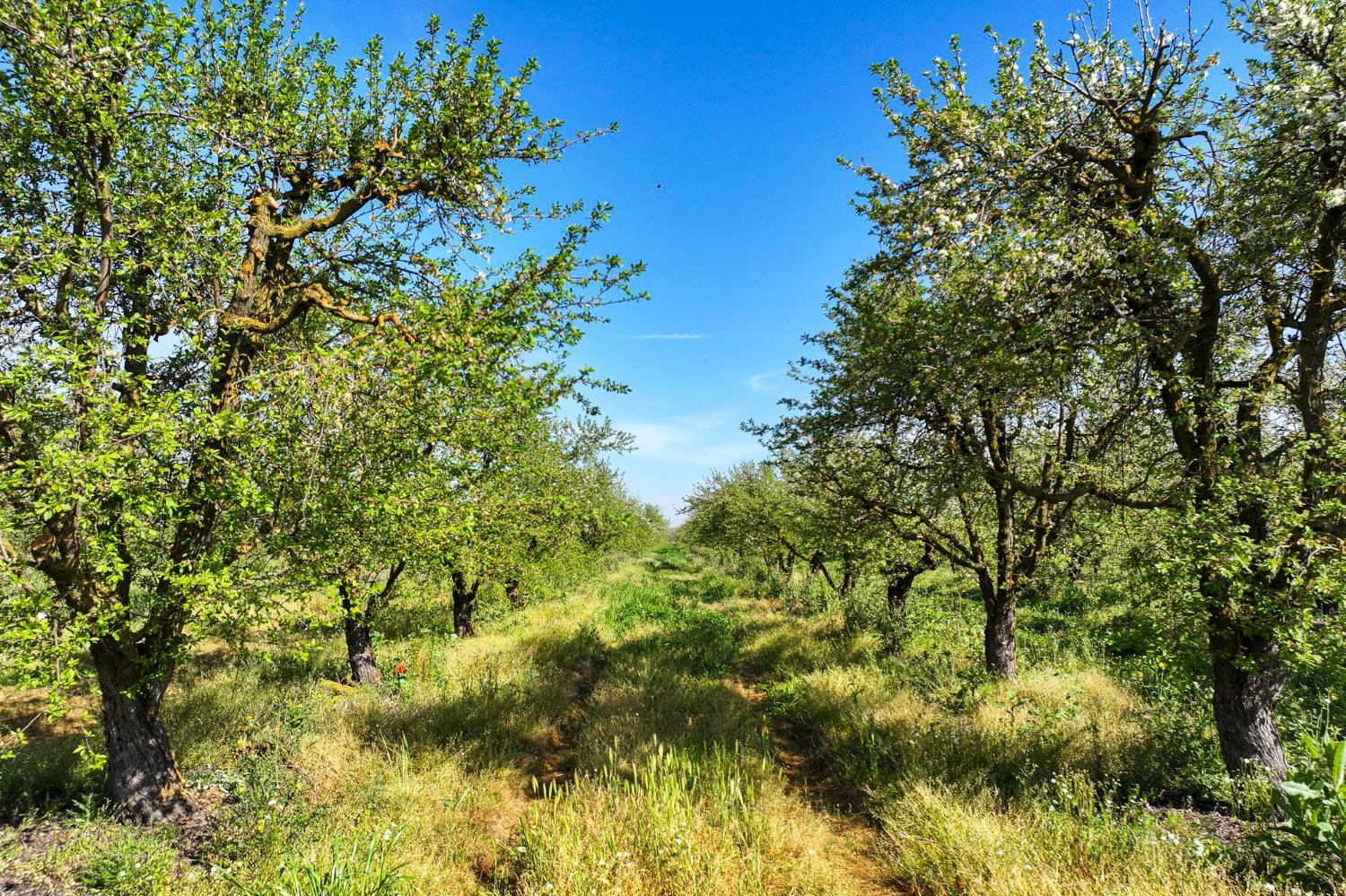 0 S Vista Avenue, Chowchilla, CA, 93610