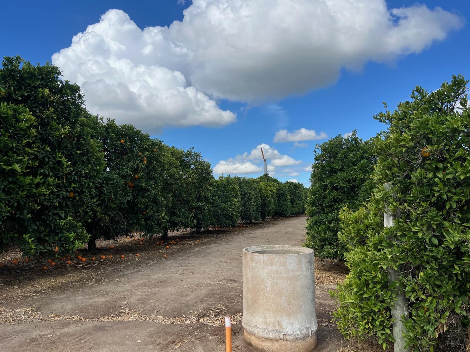 Farm in Visalia - photo 2