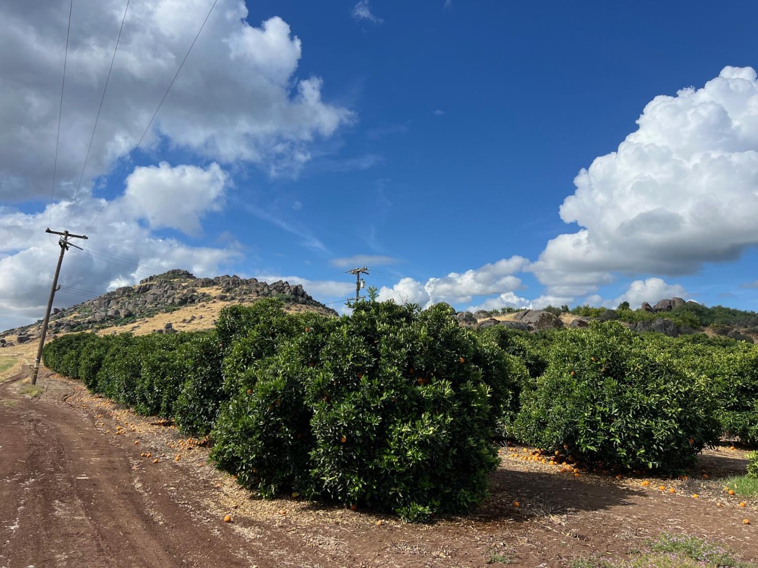 Farm in Visalia - photo 3
