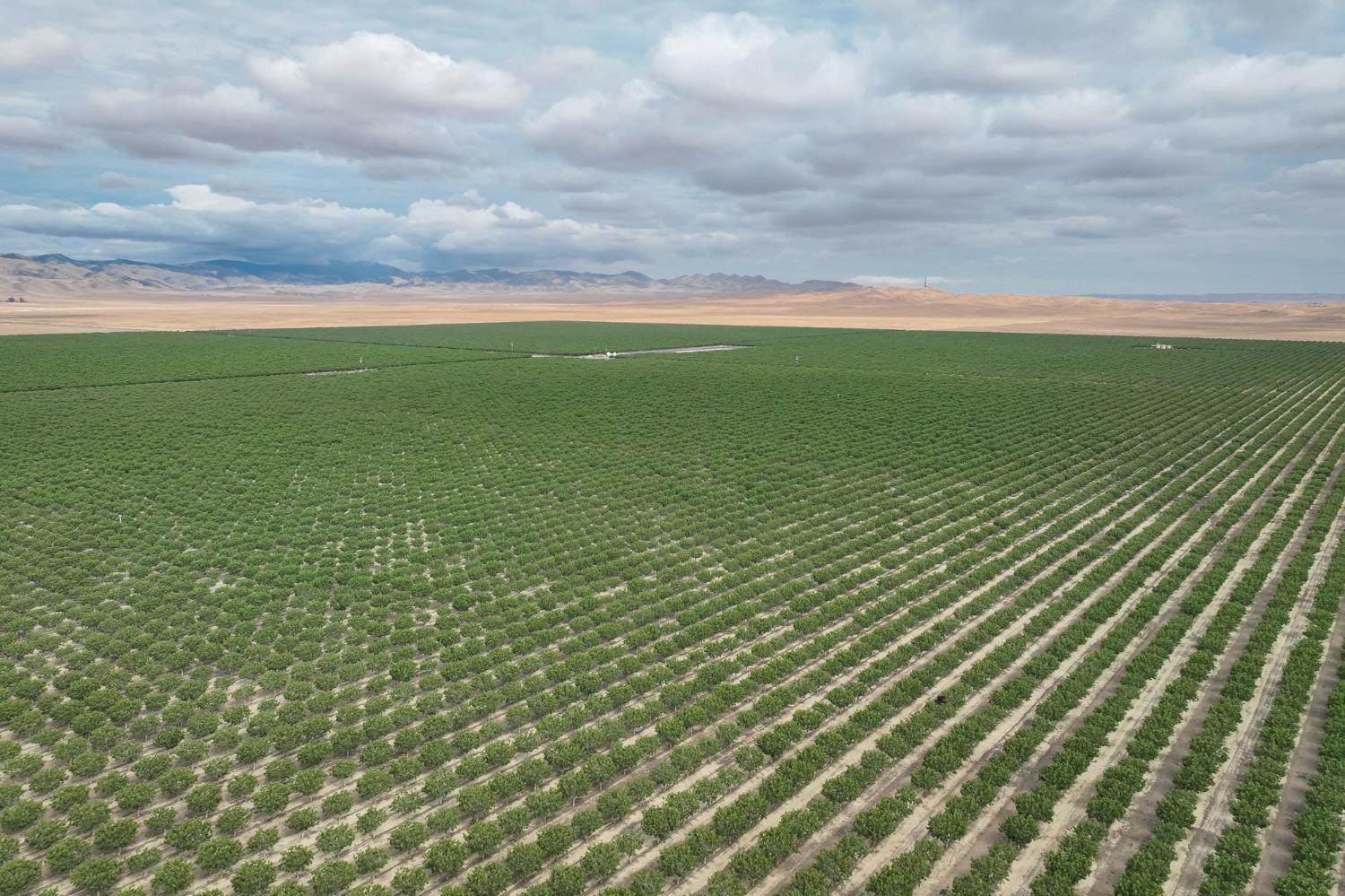 Farm in Avenal - photo 3
