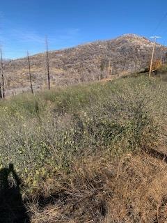 Vacant Lot in Shaver Lake - photo 3