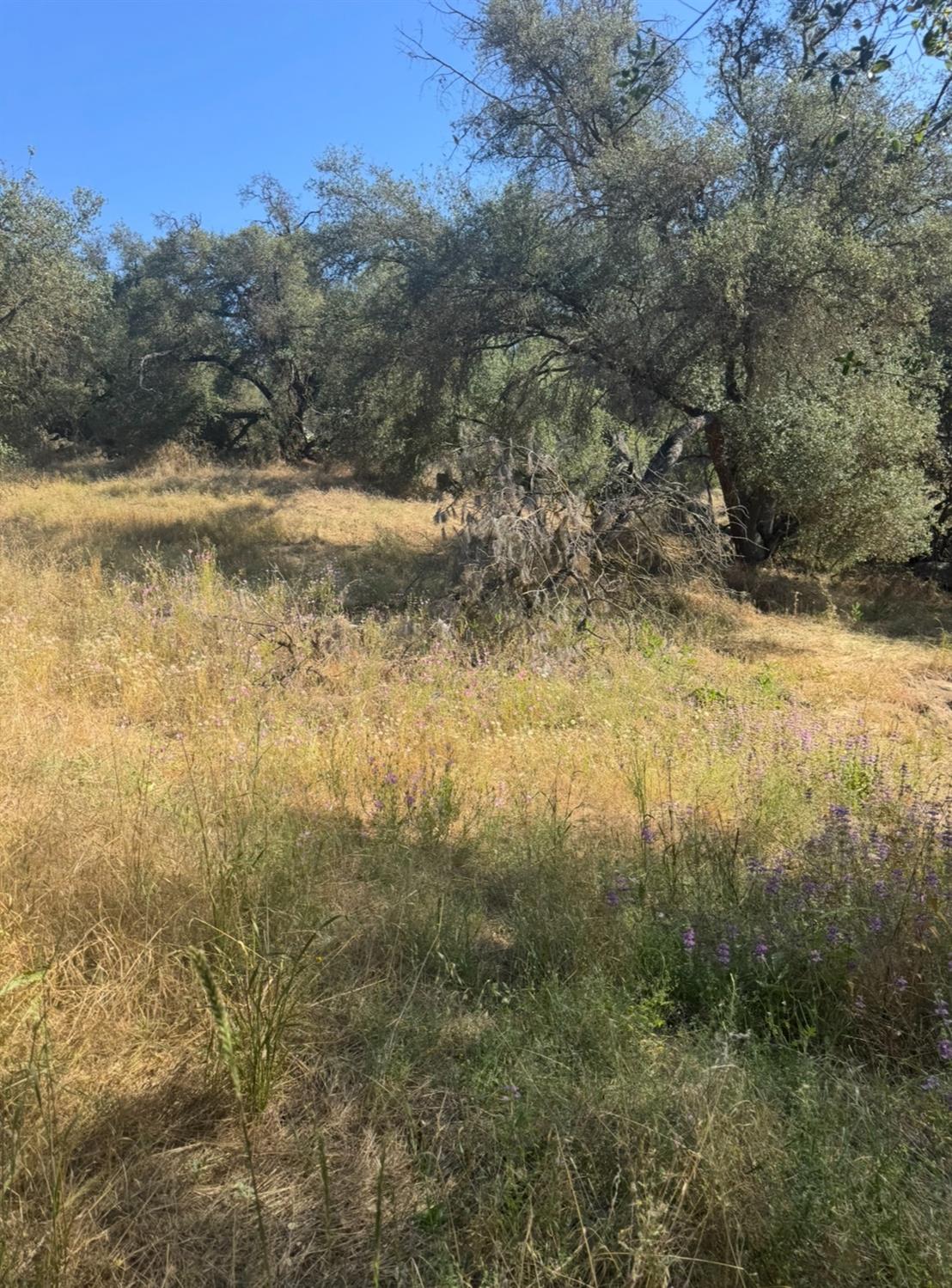 Vacant Lot in Coarsegold - photo 2