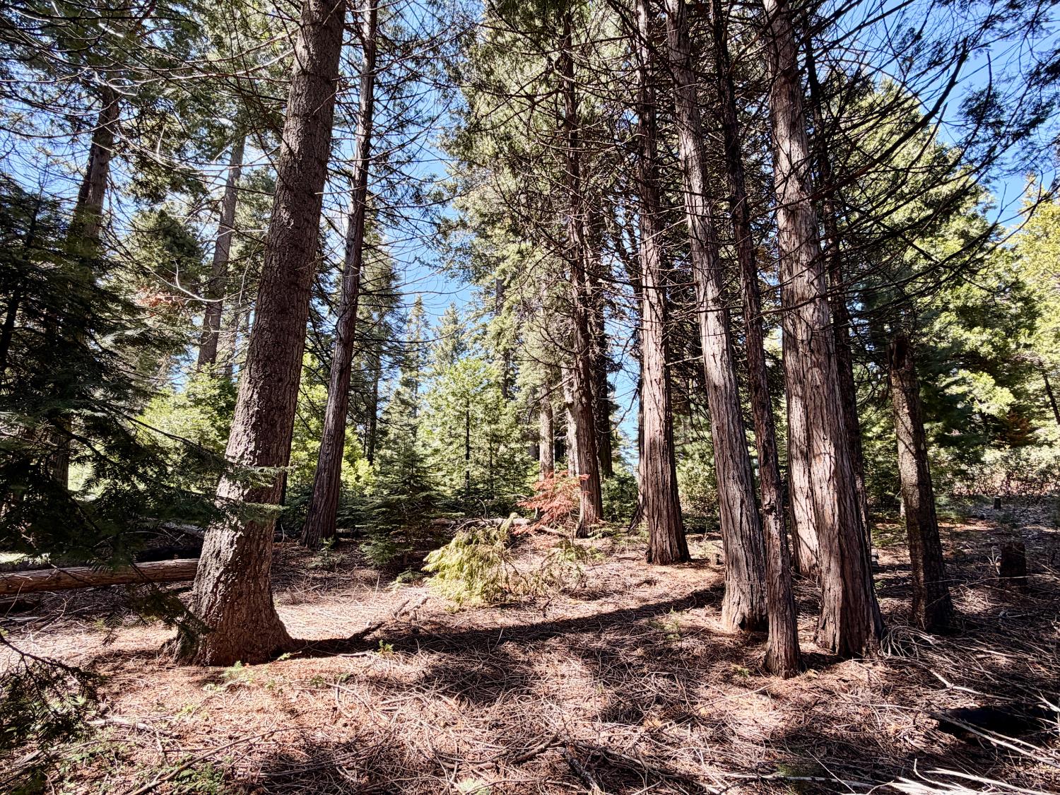 Vacant Lot in Fish Camp - photo 3
