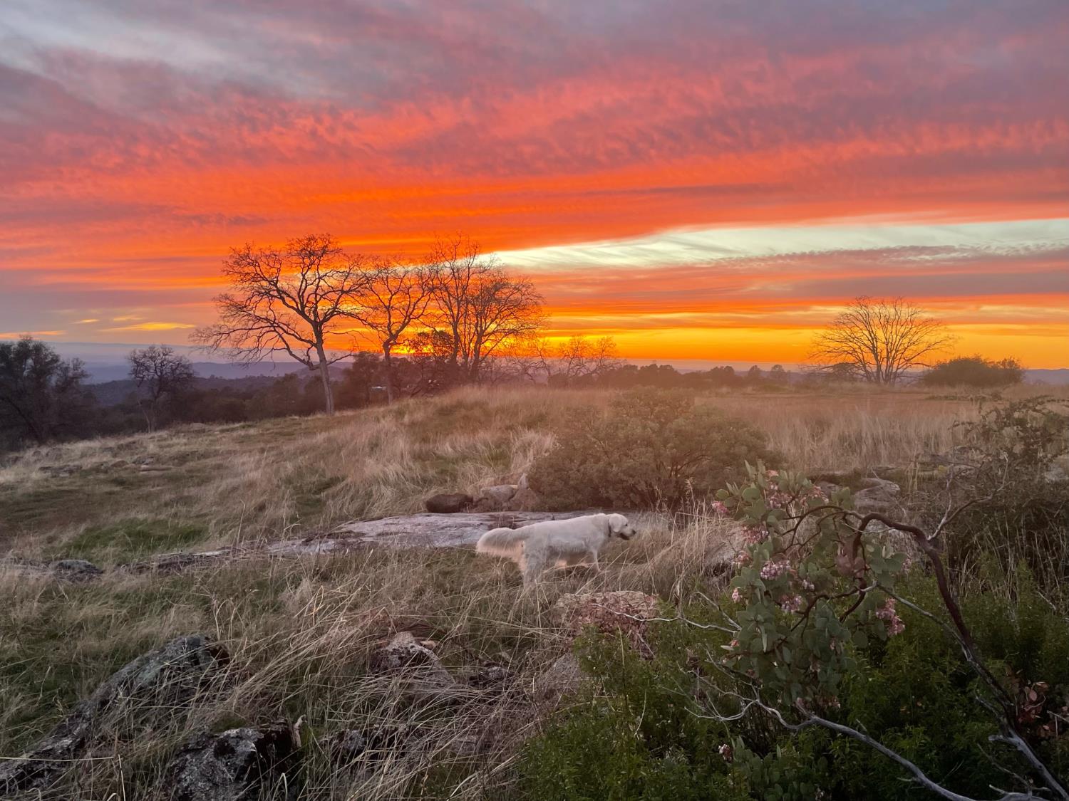 Vacant Lot in Coarsegold