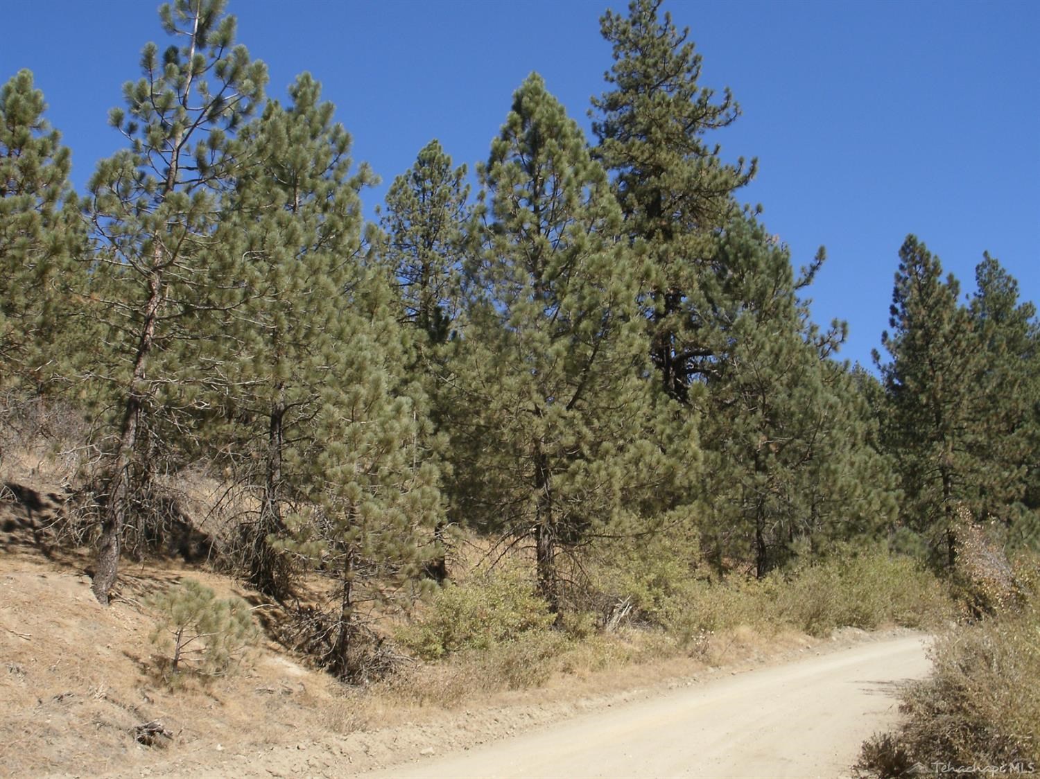 Matterhorn Drive, Alpine Forest