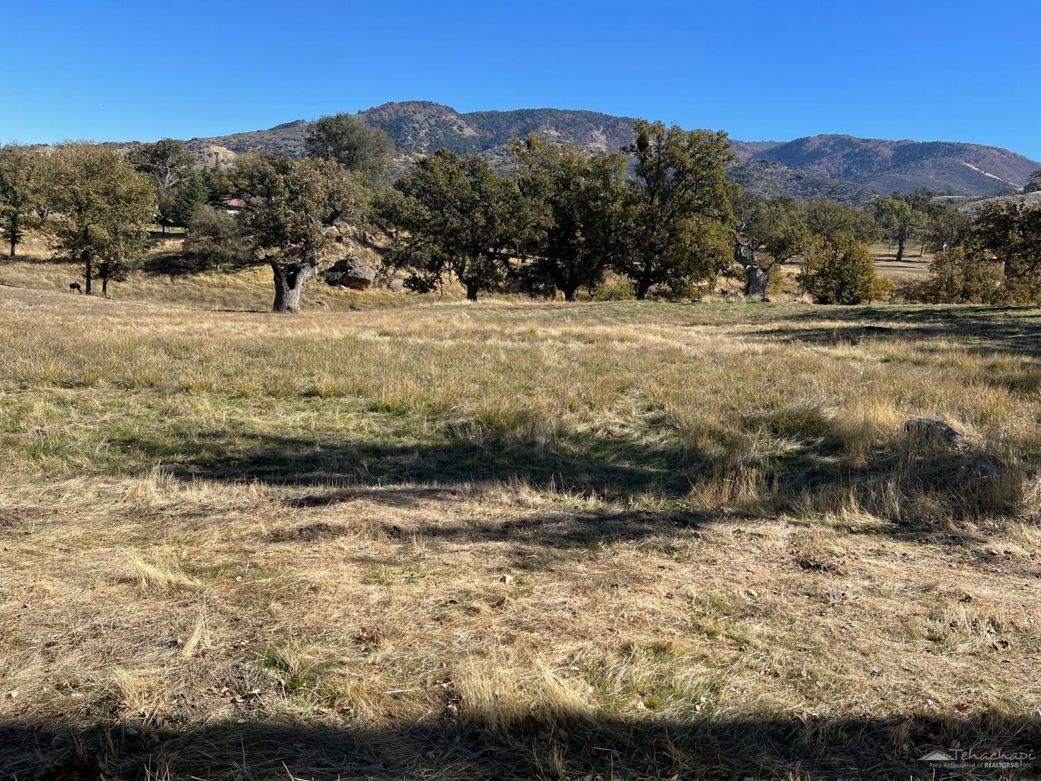 Cedar Canyon Drive photo 4