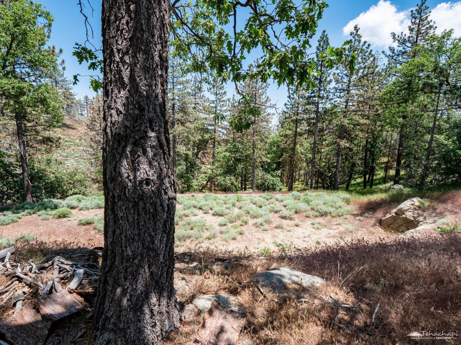 Wilderness Way photo 6