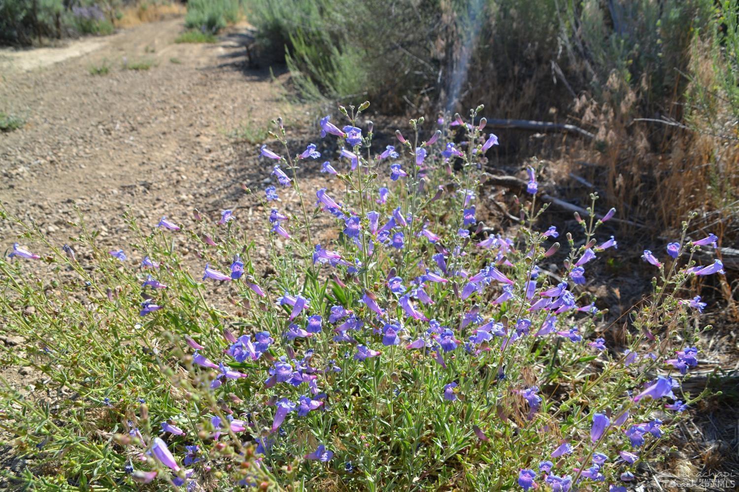 Saddleback Drive photo 15